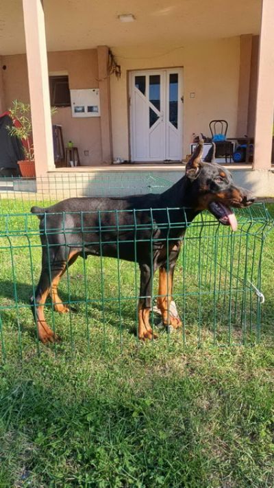 Na prodaju tenci Dobermana